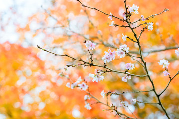 冬桜と紅葉