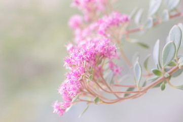 Closeup nature view of hylotelephium sieboldii on blurred nature background