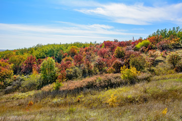 Autumn landscape with bright leaves of trees near Russian-Orlovka in Donbass 11