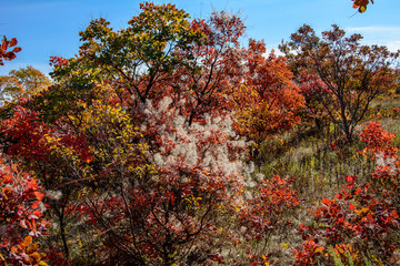 Fluffy branches of the skumpy tannery near the Russian-Orlovka in the Donbass