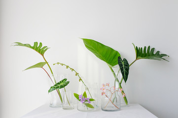 Collection of various kinds of plants in glass vases on white table sheet on white background in natural light