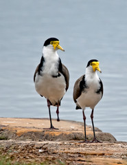 A pair of yellow masked lapwing