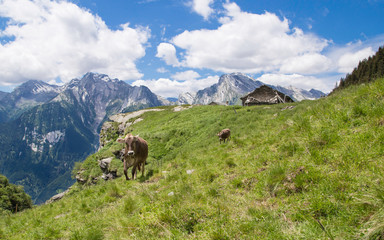 Happy cows in the Alps