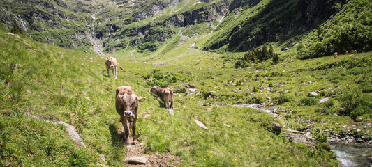 Happy cows in the Alps