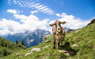 Happy cows in the Alps