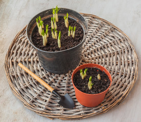 Crocuses in pots and shovel. Top view