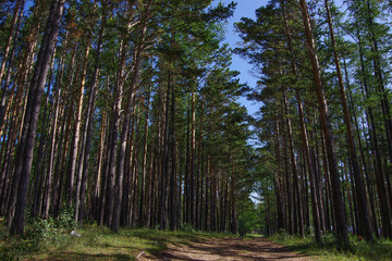 Siberian pine forest