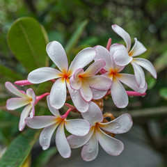 Raindrops on frangipani flowers, Australia