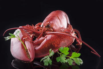 Delicious red lobster just boiled with fresh green parsley salad on black reflected background
