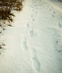 mysterious traces on snow leaders to the forest