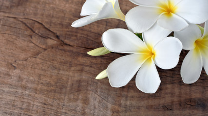 Fototapeta na wymiar White frangipani flowers are placed on wooden boards