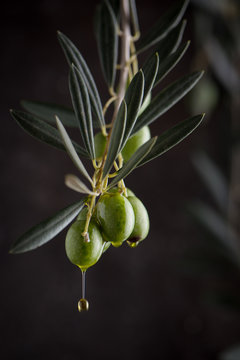 Olive Branch And Olives With Dripping Oil. Low Key Close Up View.