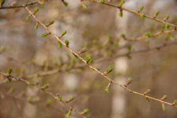 larche in spring