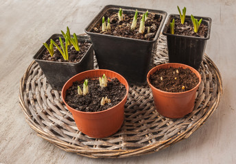Growing crocuses in pots. Top view