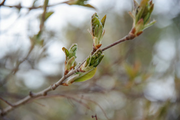 branch of a bird cherry tree in spring