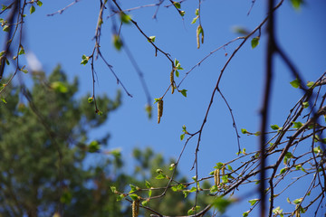 birch earrings in spring
