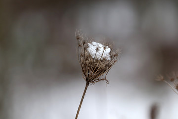 La nature enneigée