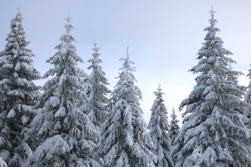 Spruce Tree Forest Covered by Snow in Winter