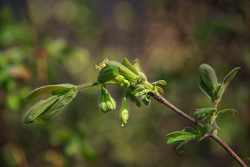 Obraz premium first foliage