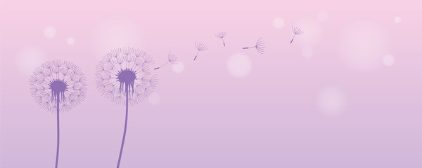 dandelion silhouette with flying seeds on bright purple background vector illustration EPS10