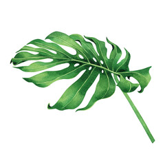 Watercolor painting tropical,palm leaf,green leaves isolated on white background.Watercolor hand painted illustration tropical exotic leaf for wallpaper vintage Hawaii style pattern.With clipping path