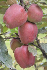 red apples on a tree