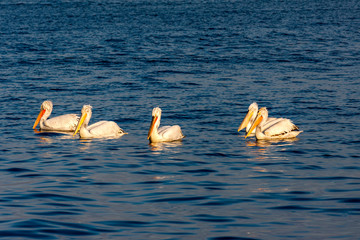 Group of pelicans on the blue water of the sea at sunrise in Izmir (Turkey) - photography