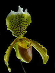 Orchidea pantofola di Venere