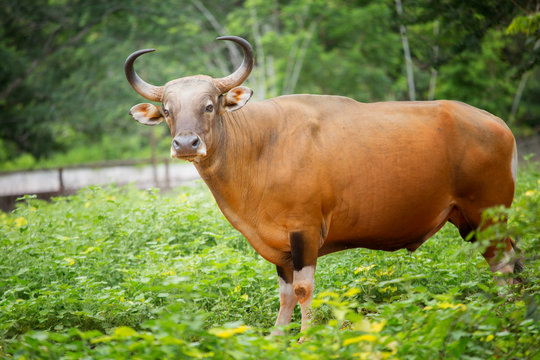 wild bull