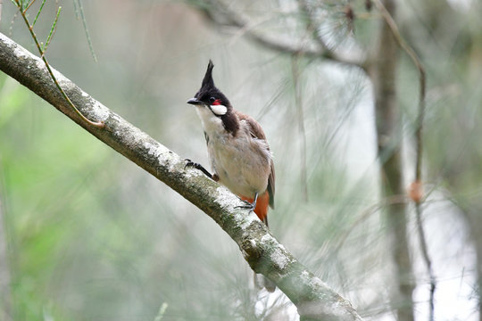 Red-whiskered bubul