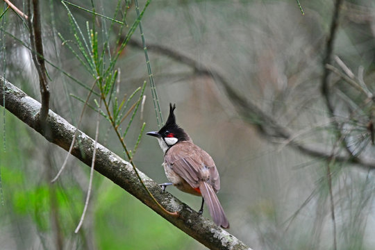 Red-whiskered bubul