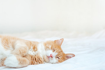 cute sleeping ginger cat at white bed. concept of calm and cozy comfort