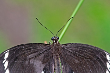 Black butterfly close up