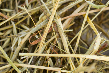 dry grass texture