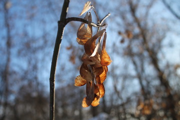 Autumn helicopters.Picture taken on a Canon 1100D+Kit