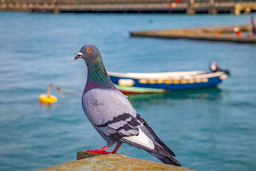 pigeon dun laoghaire