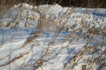Dry Grass in a snowdrift in winter