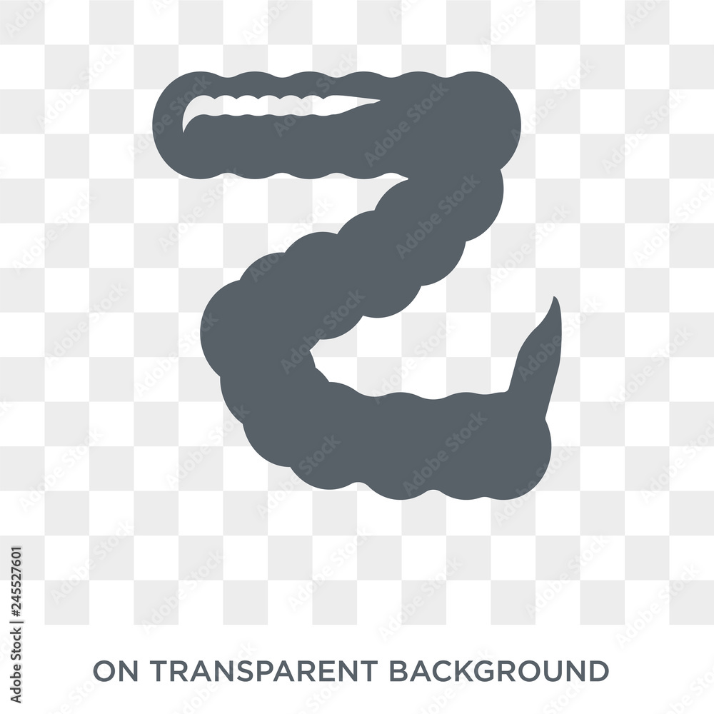 Poster large intestine icon. trendy flat vector large intestine icon on transparent background from human b