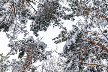 Föhren im Föhrenwald ächzen unter der Schneelast