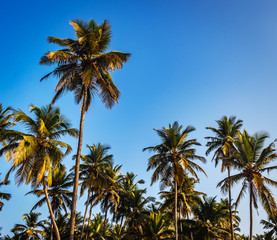 Fototapeta na wymiar minimal of long coconut trees in palolem Goa India