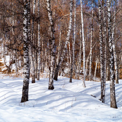 Birch trees forest in the mountains