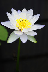 close up of beautiful blooming lotus flower