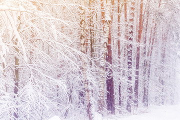 Winter forest. Forest after a heavy snowfall. Snow-covered pines and birches. Toned