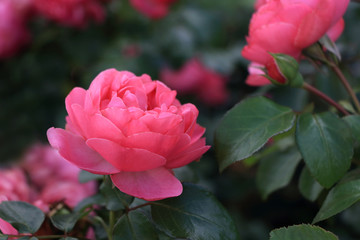 Romantic pink blooming roses in the summer garden