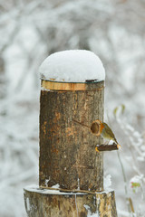 robin enters the nest