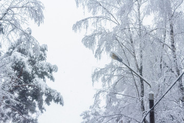 Trees after a heavy snowfall. Winter landscape with lantern