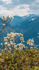 Smartphone HD wallpaper of alpine view near the Piller lake - Tyrol - Austria