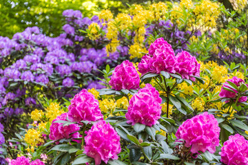 Obraz premium beautiful flowers in the rhododendron park