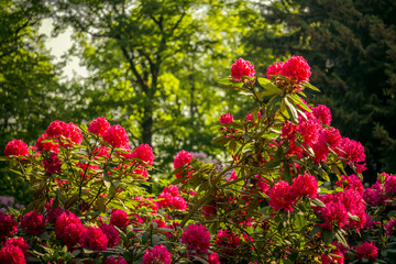 beautiful flowers in the rhododendron park