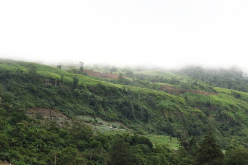 Tropical green mountain with heavy fog in rainy day